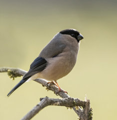 British & European Birds - Bullfinch