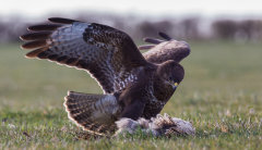 British & European Birds - Common Buzzard