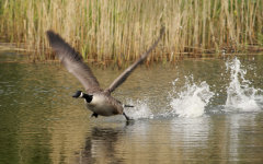 British & European Birds - Canada Goose