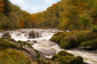 Cenarth Falls - Ceredigion