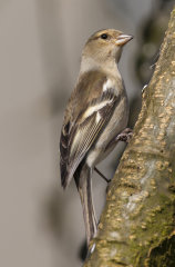 British & European Birds - Chaffinch