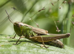 Insects