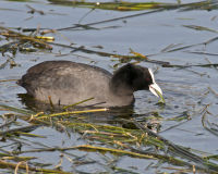 British & European Birds - Coot