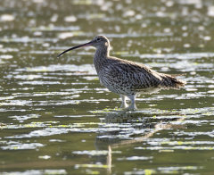 British & European Birds - Curlew