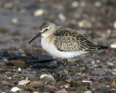 British & European Birds - Curlew Sandpiper