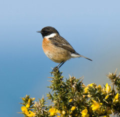 Stonechat 001