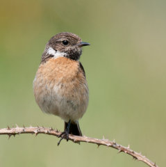 Stonechat 015