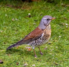 British & European Birds - Fieldfare