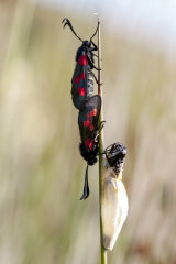 Butterflies & Moths