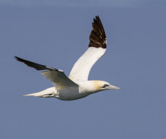 British & European Birds - Gannet