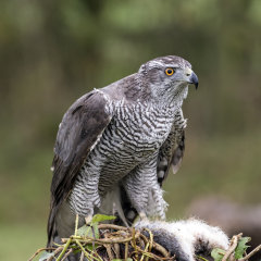 British & European Birds - Goshawk