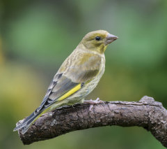 British & European Birds - Greenfinch