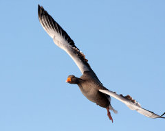 British & European Birds - Greylag Goose
