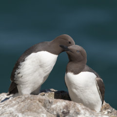 British & European Birds - Guillemot