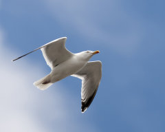 British & European Birds - Herring Gull
