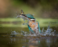 Kingfisher 032