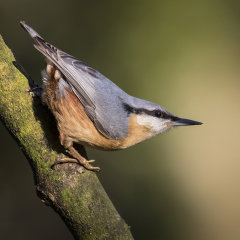 British & European Birds - Nuthatch