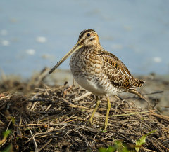 British & European Birds - Snipe