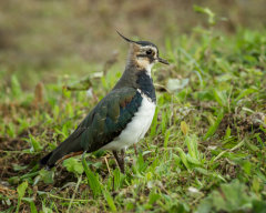 British & European Birds - Lapwing