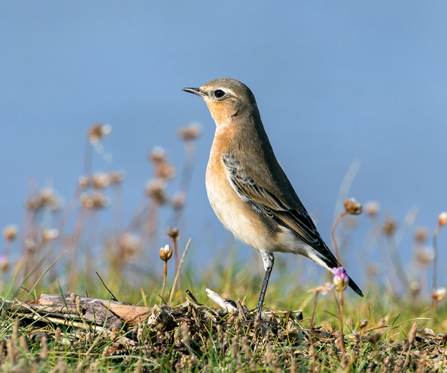 Wheatear 025