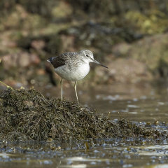 British & European Birds - Greenshank