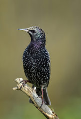 British & European Birds - Starling