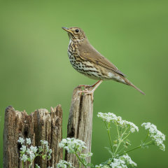 British & European Birds - Thrushes & Chats