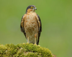 British & European Birds - Sparrowhawk