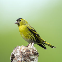 British & European Birds - Siskin