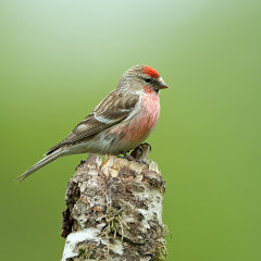 British & European Birds - Redpoll
