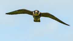 British & European Birds - Hobby