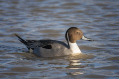 British & European Birds - Pintail