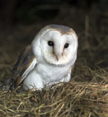 British & European Birds - Barn Owl