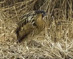 British Birds - Herons,Egrets, & Rails