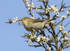 British & European Birds - Warblers & Crests