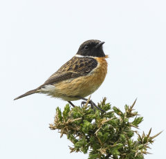 British & European Birds - Stonechat