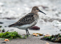 British & European Birds - Dunlin
