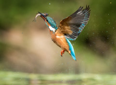 Kingfisher 033