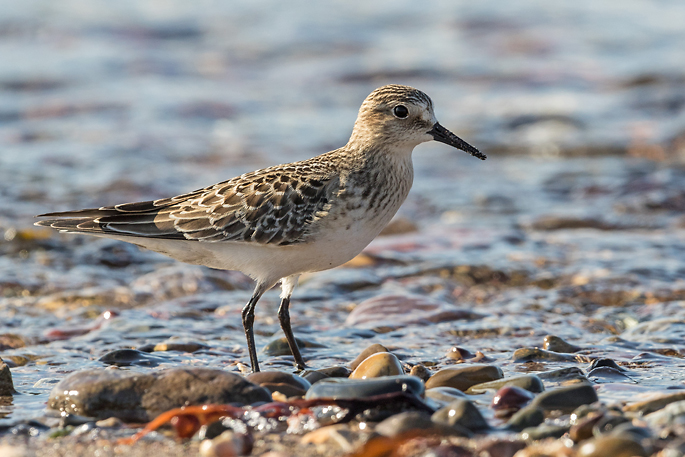 Baird`s Sandpiper