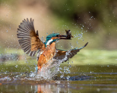 Kingfisher 034