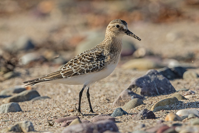 Baird`s Sandpiper