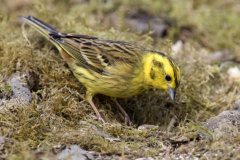 British & European Birds - Yellowhammer