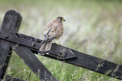 British & European Birds - Kestrel