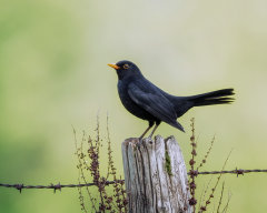 British & European Birds - Blackbird