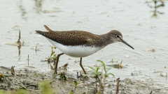 British & European Birds - Green Sandpiper