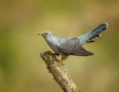 British & European Birds - Cuckoos