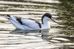 British & European Birds - Avocet