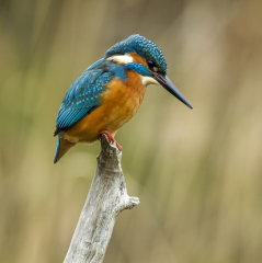 Kingfisher 031