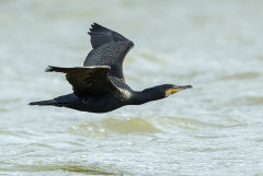 British & European Birds - Seabirds