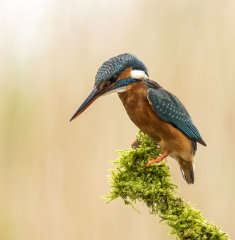 Kingfisher 029
